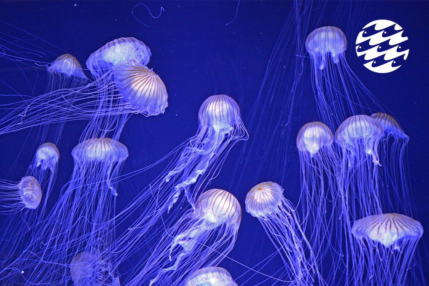 Jellyfish ереван фото